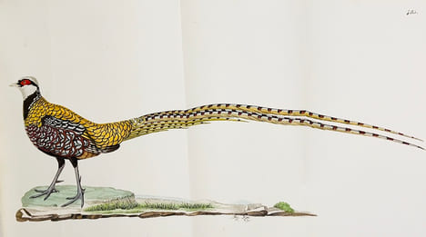 Nouveau recueil de planches coloriées doiseaux, pour servir de suite et de complément aux planches enluminées de Buffon []. TEMMINCK (Coenraad Jacob) ...