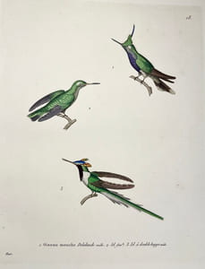 Nouveau recueil de planches coloriées doiseaux, pour servir de suite et de complément aux planches enluminées de Buffon []