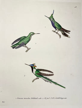 Nouveau recueil de planches coloriées doiseaux, pour servir de suite et de complément aux planches enluminées de Buffon []. TEMMINCK (Coenraad Jacob) ...