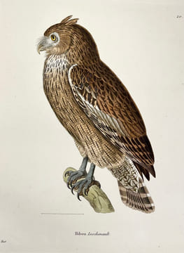 Nouveau recueil de planches coloriées doiseaux, pour servir de suite et de complément aux planches enluminées de Buffon []. TEMMINCK (Coenraad Jacob) ...