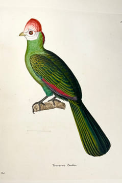 Nouveau recueil de planches coloriées doiseaux, pour servir de suite et de complément aux planches enluminées de Buffon []. TEMMINCK (Coenraad Jacob) ...