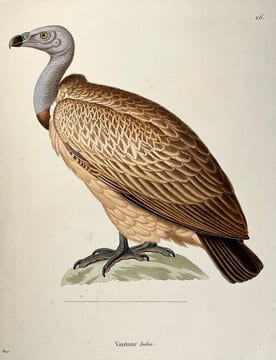 Nouveau recueil de planches coloriées doiseaux, pour servir de suite et de complément aux planches enluminées de Buffon []. TEMMINCK (Coenraad Jacob) ...