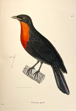 Nouveau recueil de planches coloriées doiseaux, pour servir de suite et de complément aux planches enluminées de Buffon []. TEMMINCK (Coenraad Jacob) ...