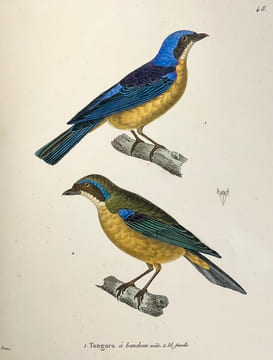 Nouveau recueil de planches coloriées doiseaux, pour servir de suite et de complément aux planches enluminées de Buffon []. TEMMINCK (Coenraad Jacob) ...