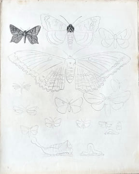 ENTOMOLOGIE - COLÉOPTÈRES, ORTHOPTÈRES, LÉPIDOPTÈRES. [MANUSCRIT 112 DESSINS/MANUSCRIPT OF 112 DRAWINGS] METHODE DE LATREILLE.