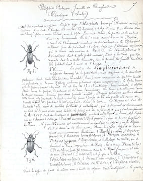 ENTOMOLOGIE - COLÉOPTÈRES, ORTHOPTÈRES, LÉPIDOPTÈRES. [MANUSCRIT 112 DESSINS/MANUSCRIPT OF 112 DRAWINGS] METHODE DE LATREILLE.