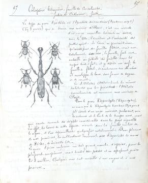 ENTOMOLOGIE - COLÉOPTÈRES, ORTHOPTÈRES, LÉPIDOPTÈRES. [MANUSCRIT 112 DESSINS/MANUSCRIPT OF 112 DRAWINGS] METHODE DE LATREILLE.