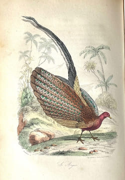 Voyage autour du monde sur la frégate La Vénus. Relation.. DU PETIT-THOUARS (Abel Aubert).