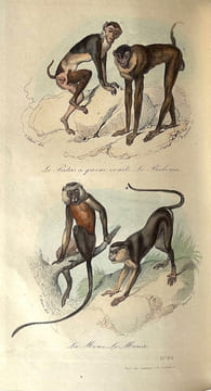 Voyage autour du monde sur la frégate La Vénus. Relation.. DU PETIT-THOUARS (Abel Aubert).