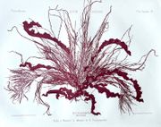 Image de livre