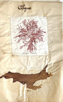 Herbier.. LEVILLAIN (Fanny).