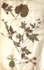 Herbier.. LEVILLAIN (Fanny).