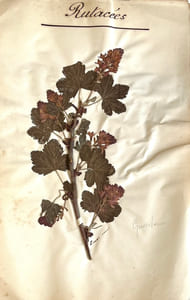 Herbier.