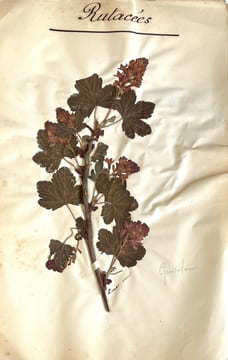 Herbier.. LEVILLAIN (Fanny).