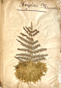 Herbier.. LEVILLAIN (Fanny).