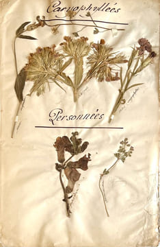 Herbier.. LEVILLAIN (Fanny).