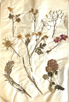 Herbier.. LEVILLAIN (Fanny).