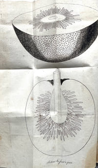 Voyage à la Mer du Sud, entrepris par ordre de S. M. Britannique pour introduire, aux Indes Occidentales, l'arbre à pain, et d'autres plantes utiles ; par le Lieutenant G. Bligh. Avec une relation de la révolte à bord de son vaisseau etc.