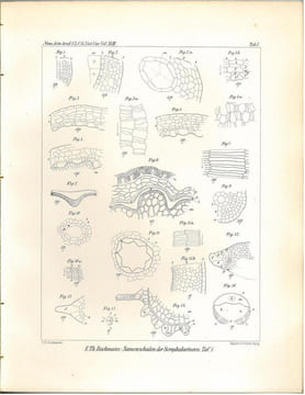 Darstellung der Entwicklungsgeschichte und des Baues der Samenschalen der Scrophularineen.. Bachmann, Ewald Theodor