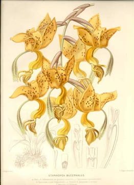 Dictionnaire de botanique. Avec la collaboration de J. de Seynes, J. de Lanessan, E. Mussat, W. Nylander, E. Tison, E. Fournier, J. Poison, L. ...