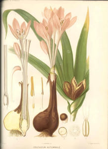 Dictionnaire de botanique. Avec la collaboration de J. de Seynes, J. de Lanessan, E. Mussat, W. Nylander, E. Tison, E. Fournier, J. Poison, L. Soubeiran, H. Bocquillon, G. Dutailly, A Bureau, H.-A. Weddell etc..