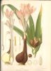 Dictionnaire de botanique. Avec la collaboration de J. de Seynes, J. de Lanessan, E. Mussat, W. Nylander, E. Tison, E. Fournier, J. Poison, L. ...