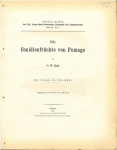 Die Conidienfrüchte von Fumago.
