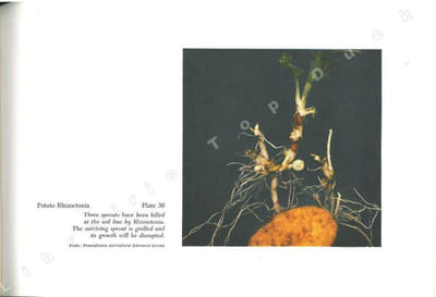 Compendium of plant diseases.