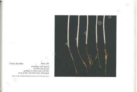 Compendium of plant diseases.. Anonyme,