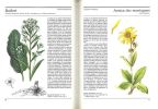 Plantes médicinales.. Volak, J. & J. Stodola