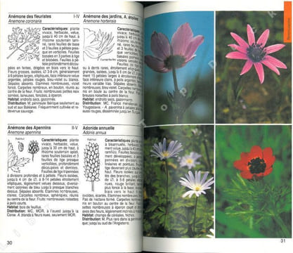 Guide de la flore méditerranéenne. Caractéristiques, habitat, distribution et particularités de 536 espèces.. Bayer, E. et al.