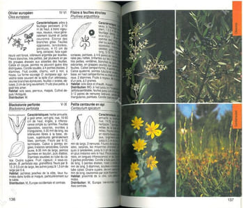Guide de la flore méditerranéenne. Caractéristiques, habitat, distribution et particularités de 536 espèces.