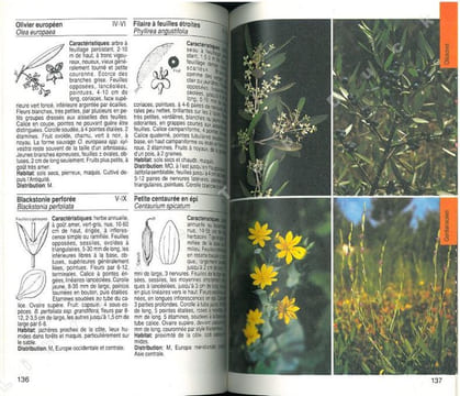 Guide de la flore méditerranéenne. Caractéristiques, habitat, distribution et particularités de 536 espèces.. Bayer, E. et al.