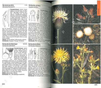 Guide de la flore méditerranéenne. Caractéristiques, habitat, distribution et particularités de 536 espèces.. Bayer, E. et al.