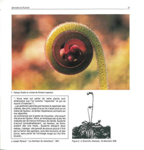 Nature et culture des plantes carnivores.