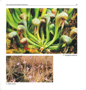Nature et culture des plantes carnivores.