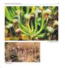 Nature et culture des plantes carnivores.. Baffray, M. et al.
