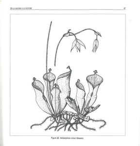 Nature et culture des plantes carnivores.
