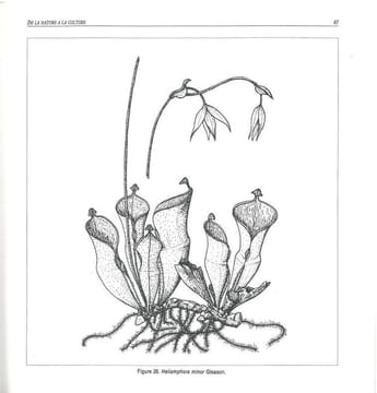 Nature et culture des plantes carnivores.. Baffray, M. et al.