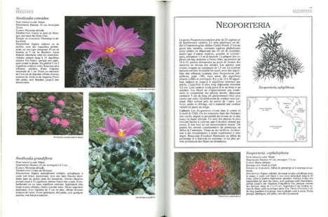 Guide des cactus du monde.. Lamb, Brian M.