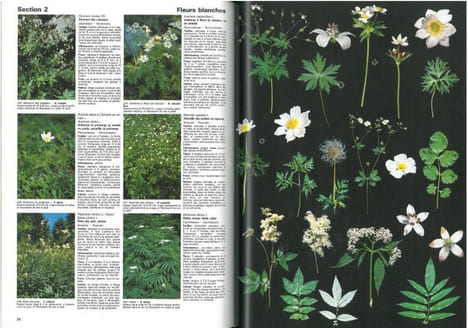 Fleurs et plantes d'europe. Espèces herbacées et arbustes, comment les observer, les reconnaître, les protéger.. Godet, Jean-Denis