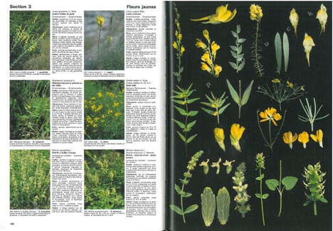 Fleurs et plantes d'europe. Espèces herbacées et arbustes, comment les observer, les reconnaître, les protéger.. Godet, Jean-Denis