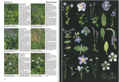 Fleurs et plantes d'europe. Espèces herbacées et arbustes, comment les observer, les reconnaître, les protéger.. Godet, Jean-Denis