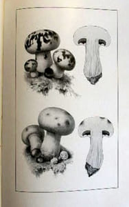 Le champignon de couche, sa biologie, ses ennemis.
