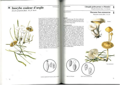 Champignons toxiques.