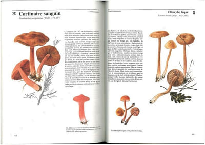 Champignons toxiques.