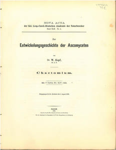 Zur Entwickelungsgeschichte der Ascomyceten. Chaetonium.