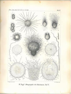 Zur Entwickelungsgeschichte der Ascomyceten. Chaetonium.