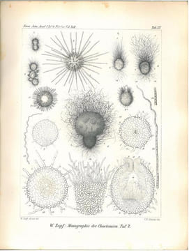 Zur Entwickelungsgeschichte der Ascomyceten. Chaetonium.. Zopf, Wilhelm