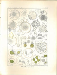 Zur Kenntniss der Phycomyceten. I : Zur Morphologie und Biologie der Ancylisteen und Chytridiaceen, zugleich ein Beitrag zur Phytopathologie.